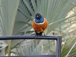 Superb Starling, colorful bird on fence