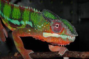 chameleon or Chamaeleonidae