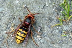 Hornet Wasp on a stone close-up