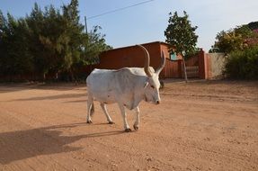 Zebu Cow Africa