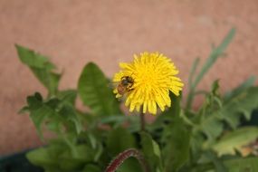 Bee on Dandelion flower, Pollination