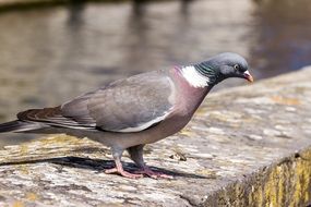 wonderful Dove Bird