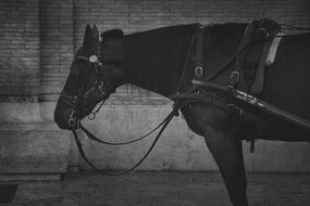 horse in harness in black and white