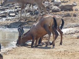 antelopes drink water from a stream, namibia, etosha