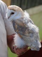 fluffy white owl on man's hand