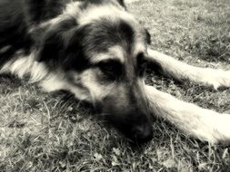 black and white photo of a reclining dog