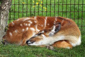 sleeping african antelope