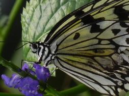 Butterfly Color Insect