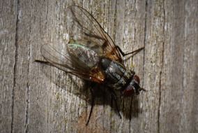 big fly on a wooden surface close-up