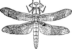 Black and white dragonfly clipart