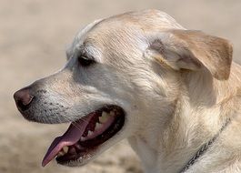 dog profile on the beach