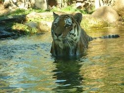 tiger swims in the pond