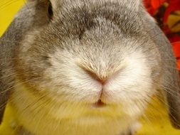 portrait of a bunny