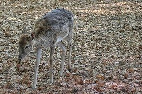 roe deer among wild nature