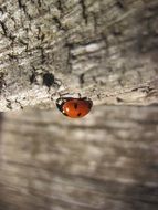 ladybug on a tree close up