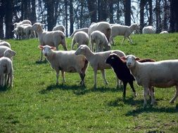 a flock of sheep on a green meadow near the forest