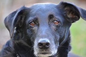 photography of a dog muzzle with a devoted look