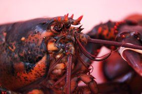 scary lobster closeup