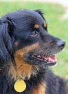 thoroughbred dog with a gold medal