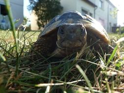 attractive Turtle