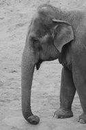 portrait of elephant's long trunk and big ears