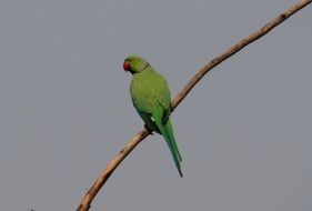 perched ring-necked parakeet