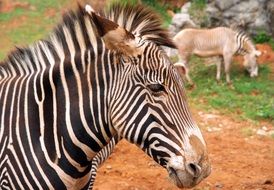 attractive Zebra Animals