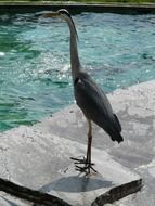 gray heron on the rocks near the water