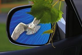 in the rearview mirror reflected seagull