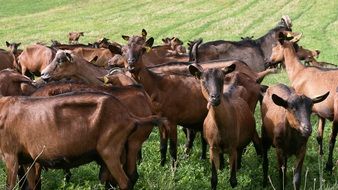 flock of brown goats on a green field, morvan, burgundy, france