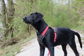 smart black labrador