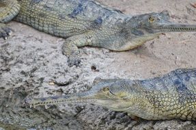 Asian crocodiles are wild animals