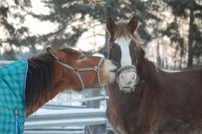 portrait of two Finnish horses