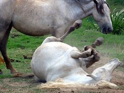 the horse fell