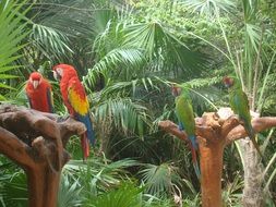 parrots with bright plumage in the natural environment