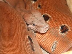 head of a huge reptile