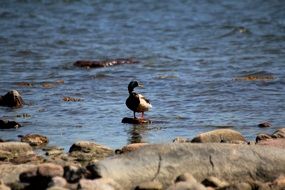 duck in the water behind the stones
