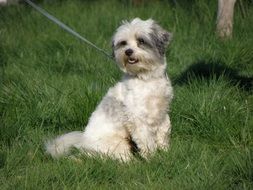 little hybrid dog is sitting on green grass
