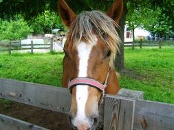 horse head on a wooden fence