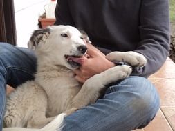 Dog Pet Cute Friend Mammal