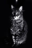 portrait of a domestic cat on the black background