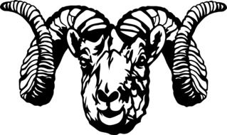 black and white graphic image of a sheepâs head in detail