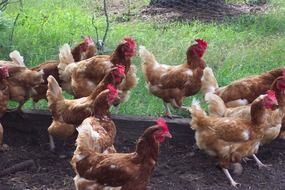 Domestic brown chicken on the farm