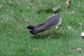 white-throated fantail flycatcher in india