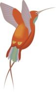 Colorful hummingbird illustration at white background