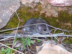 field mouse near the stone