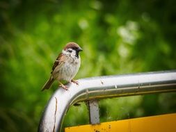 small Sparrow