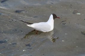 black headed gull on the water