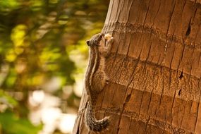 squirrel with food on the palm tree
