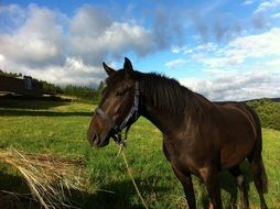 Horse in Prato